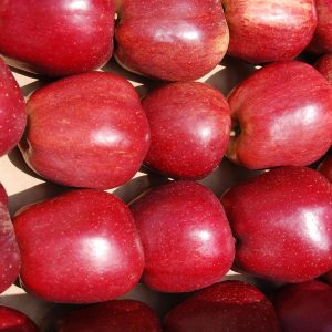 Red Cheif (Red Delicious)